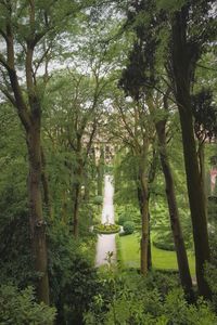 Trees in park