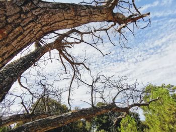 Low angle view of bare tree against sky