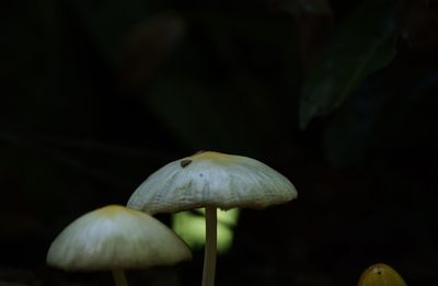 Close-up of plant against blurred background
