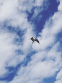 Low angle view of bird flying in sky