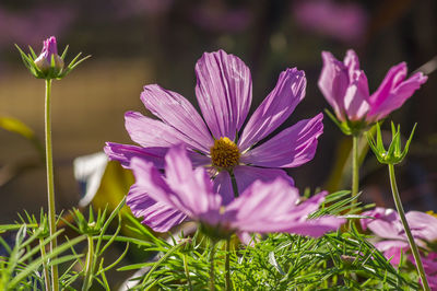 Close-up of purple flowers