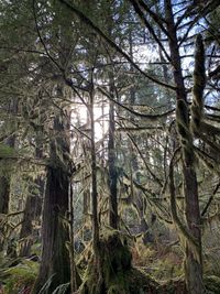 View of trees in forest