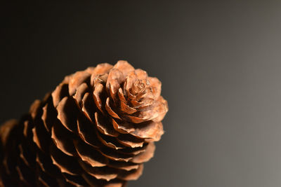 Close-up of wilted flower against black background