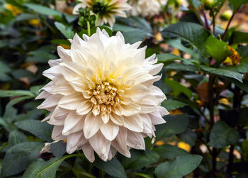 Close-up of white flower