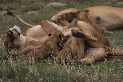 Sheep relaxing on field