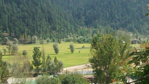 Scenic view of green landscape