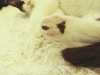 Close-up of a sleeping cat