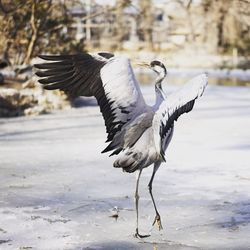 Crane with spread wings on frozen lake