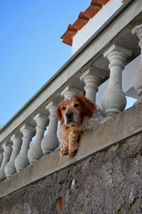 Low angle view of dog on wall against building