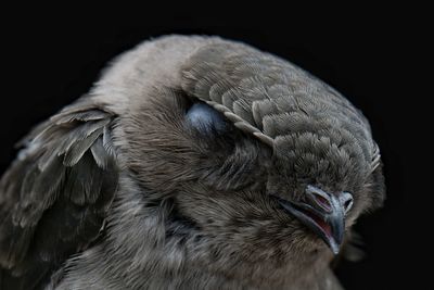 Close-up of eagle against black background