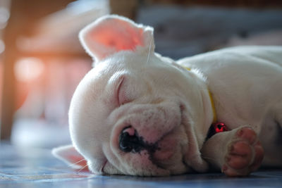 Close-up of dog sleeping on floor at home