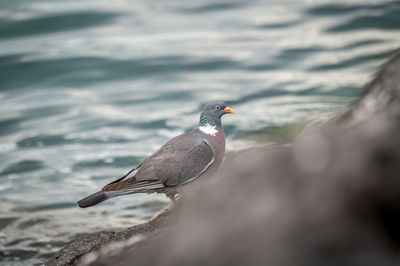 Close-up of seagull perching