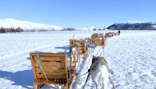 Horse on snow covered field against sky