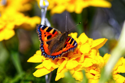 Close-up of butterfly pollinating on yellow flower