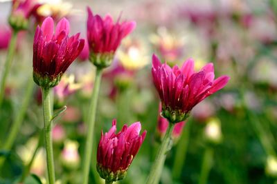 Close-up of pink flowering plants growing on field