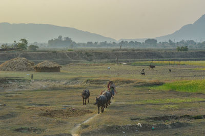 Horses in a field