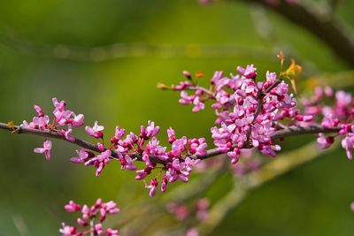 Close-up of pink cherry blossoms