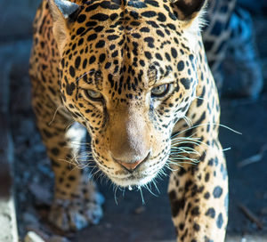 Close-up portrait of a cat