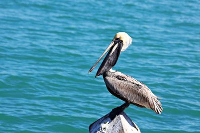 Close-up of bird perching on a sea