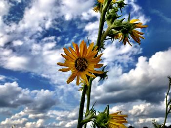 Low angle view of yellow flowering plant against sky