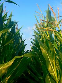 Low angle view of crop against clear sky