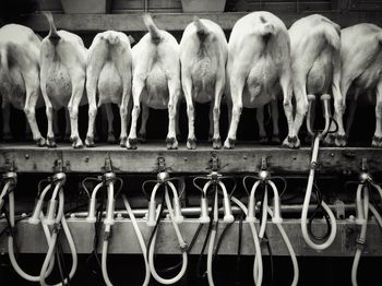 Rear view of row of goats in the process of milking