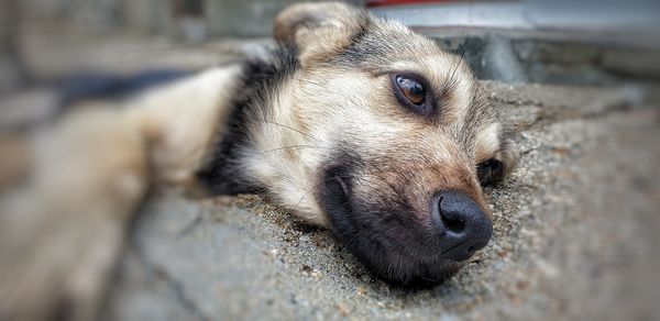 Close-up of a dog looking away