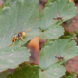 Close-up of insect on leaf