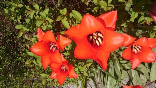 Close-up of red flower