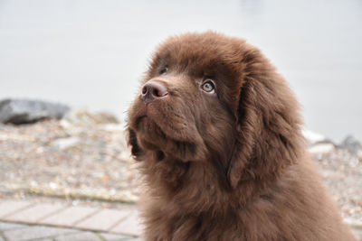 Very cute shaggy brown newfoundland puppy dog looking up.