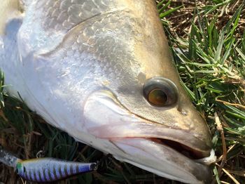 Close-up of dead fish