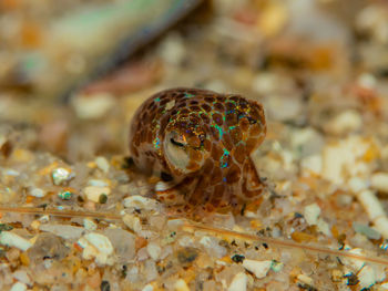Close-up of turtle in sea