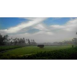 Scenic view of grassy field against sky