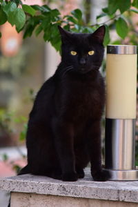 Portrait of black cat