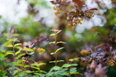 Close-up of flowers growing on tree