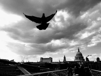 Low angle view of birds flying in city