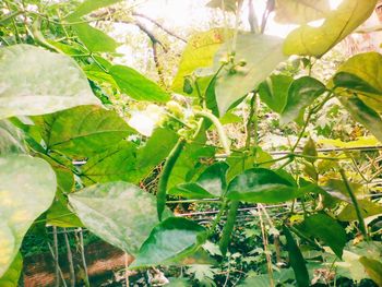 Close-up of leaves growing on plant