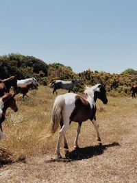 Horses standing in ranch against sky