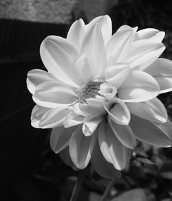Close-up of white flowers