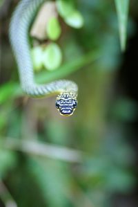 Close-up of insect on plant