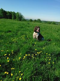 Lonely springer