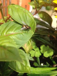 Close-up of insect on leaf