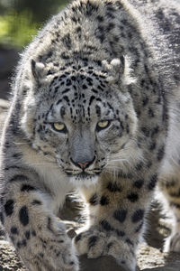Close-up of tiger