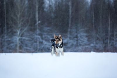 Dog in snow covered land