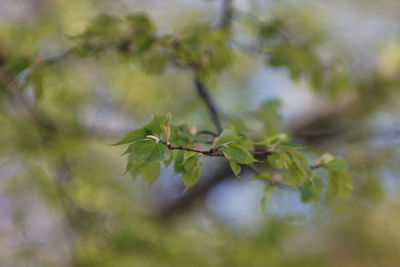 Close-up of leaves on plant