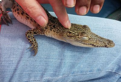 Cropped image of people with crocodile hatchling at zoo