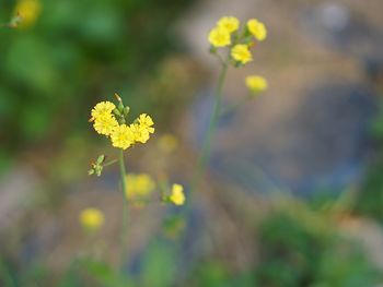 Close-up of yellow flowering plant on field