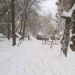 Snow covered trees in winter