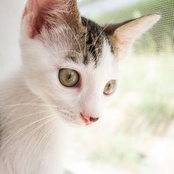 Close-up portrait of cat