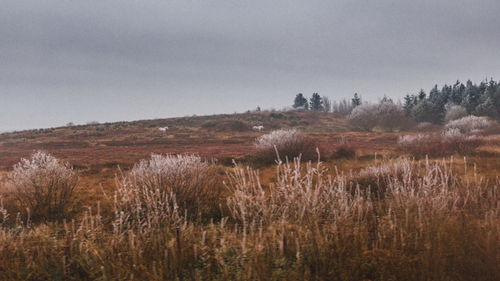 Scenic view of field against sky